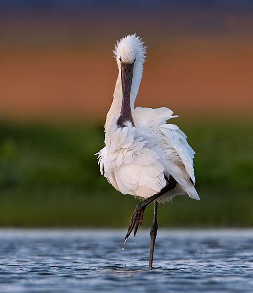 lepelaar in de avondzon. op de plas.jpg